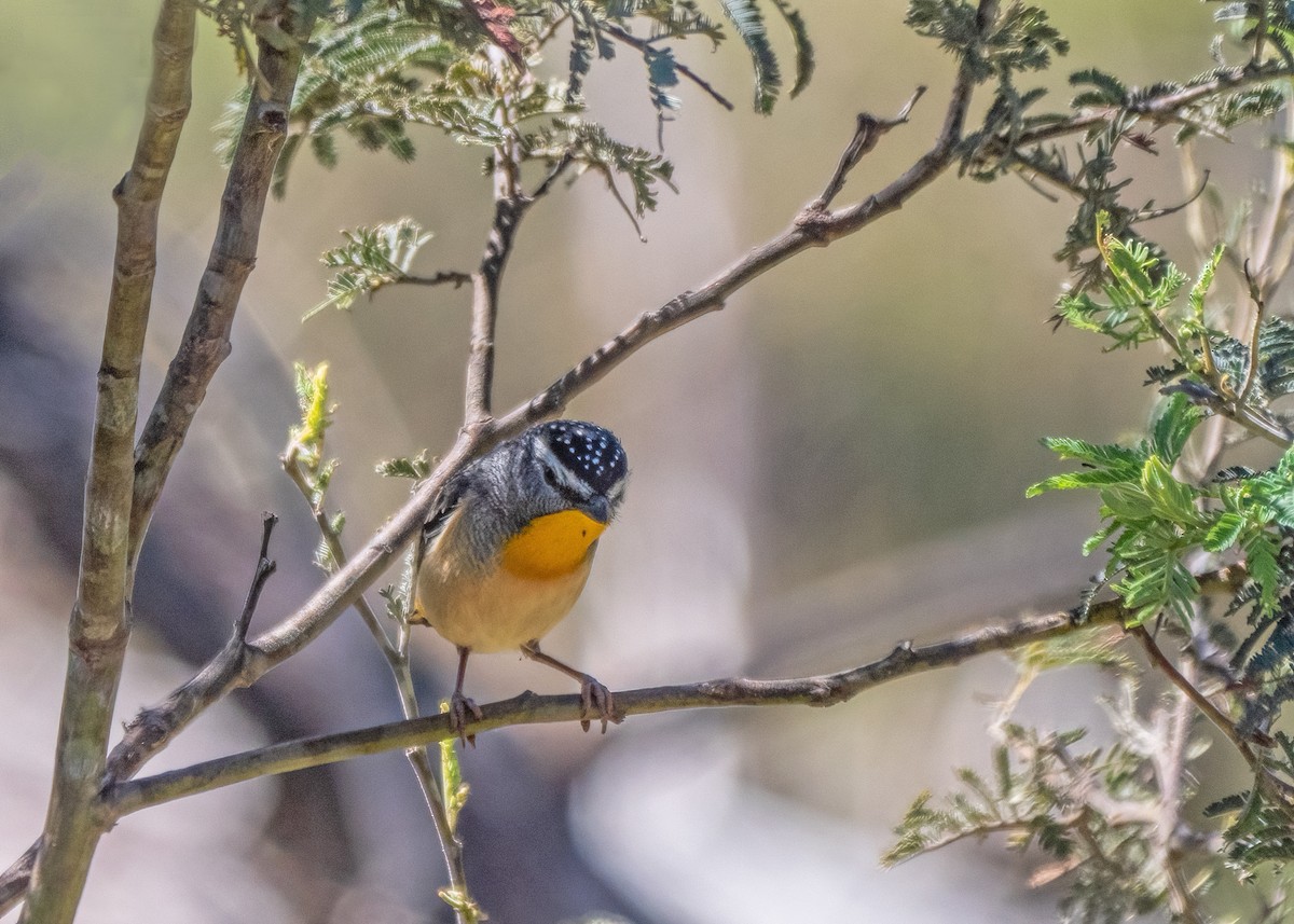 Pardalote Moteado - ML611749434