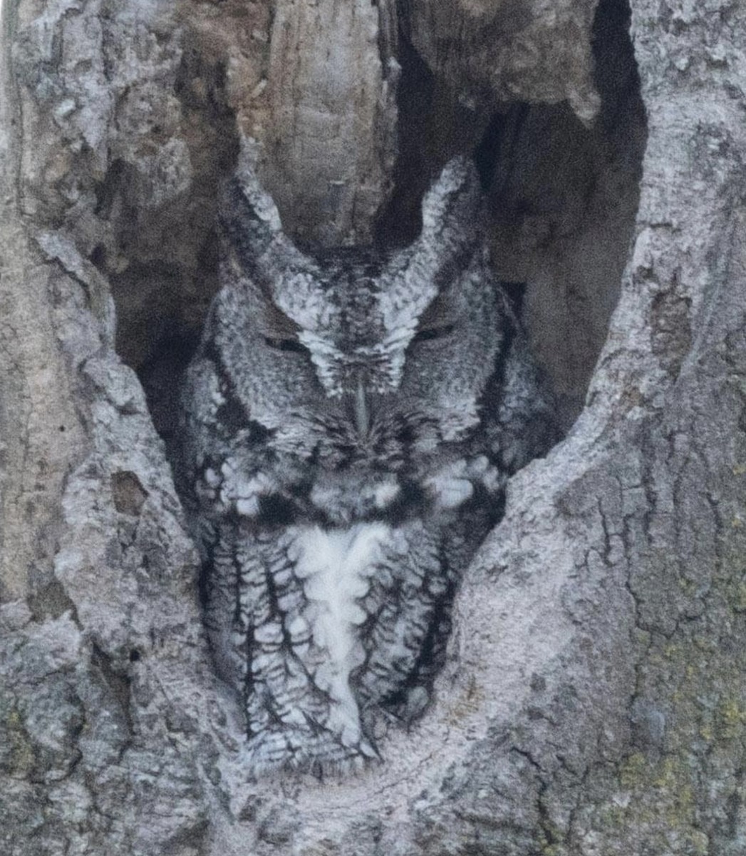 Eastern Screech-Owl - ML611749483