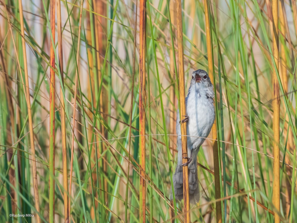 Swamp Grass Babbler - Rajdeep Mitra