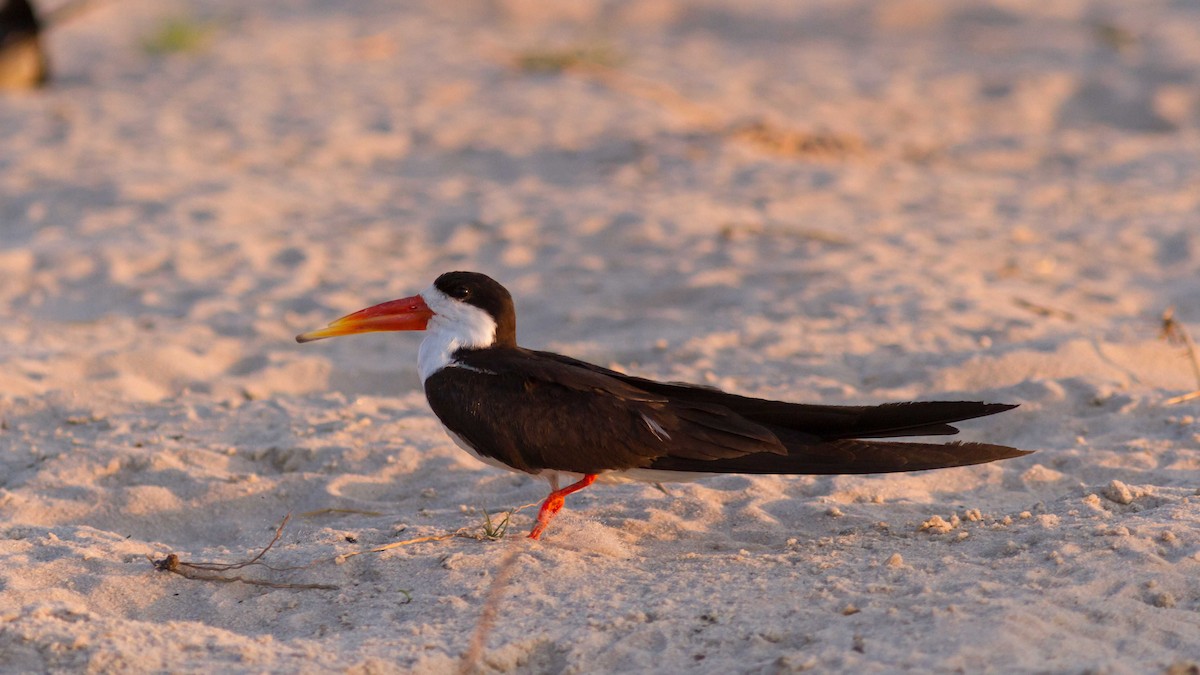African Skimmer - ML611749591