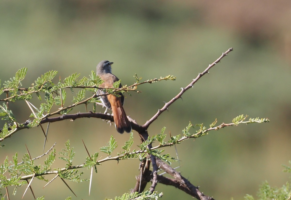 Red-backed Scrub-Robin (White-winged) - Stephan Lorenz