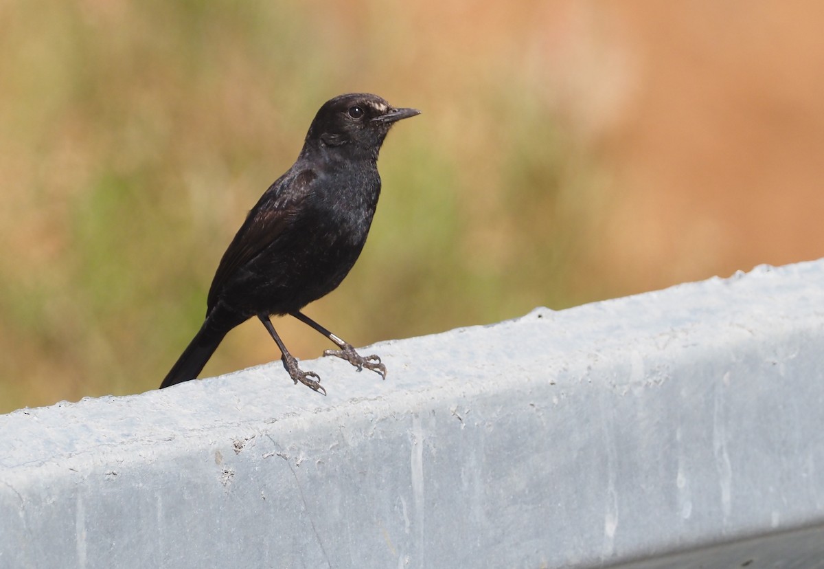 White-fronted Black-Chat - Stephan Lorenz