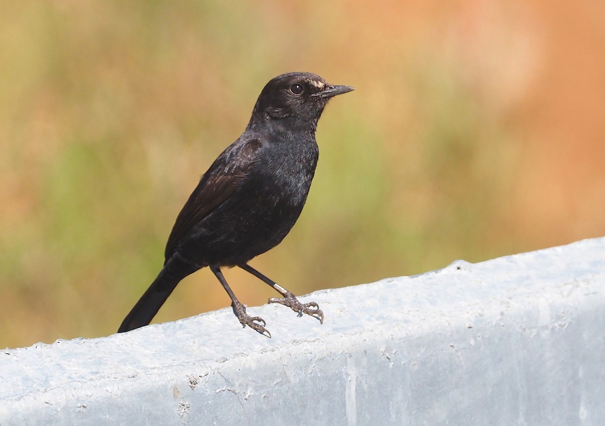 White-fronted Black-Chat - Stephan Lorenz