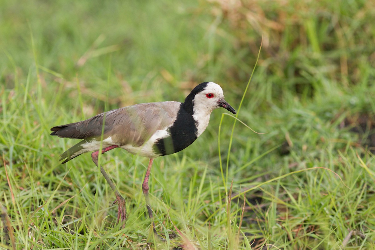 Long-toed Lapwing - ML611749626