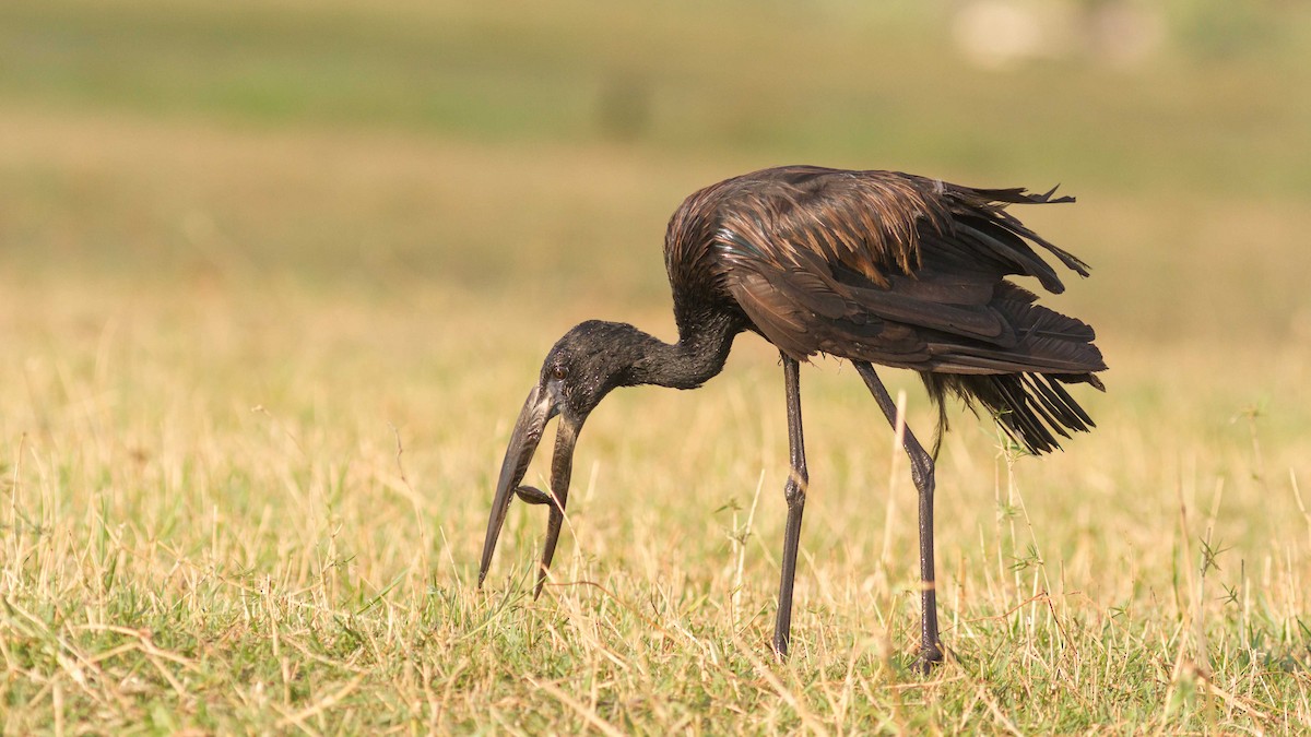 African Openbill - ML611749632