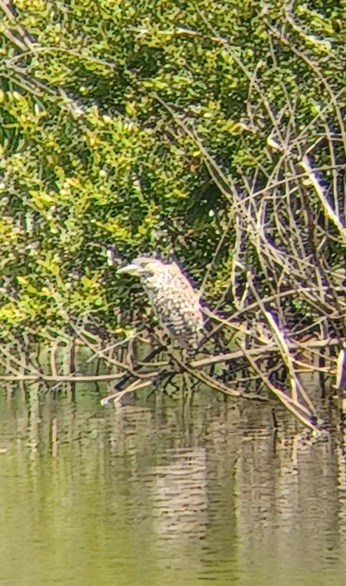 Bihoreau cannelle - ML611749725