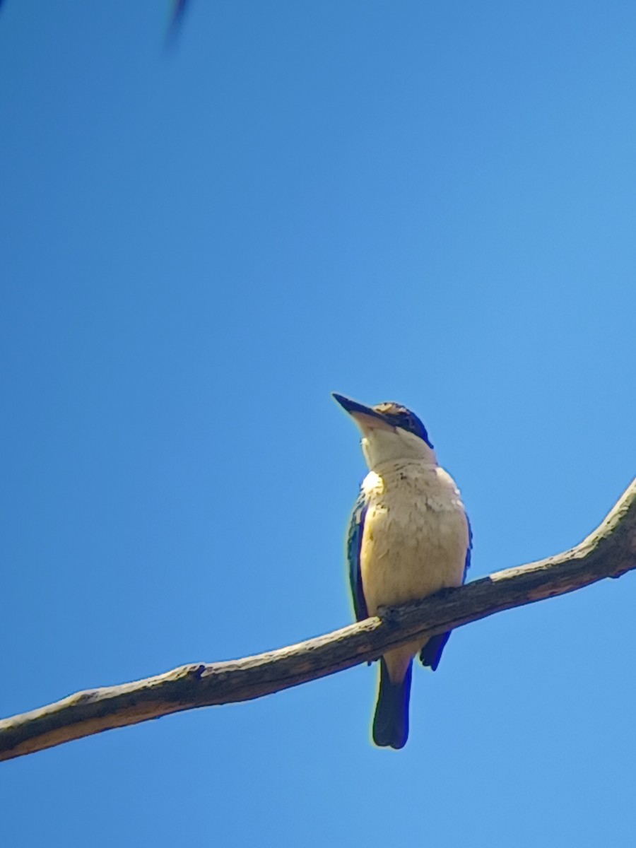 Martin-chasseur sacré - ML611749727