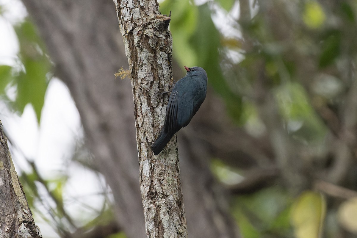 Nuthatch-Vanga - Michael Todd