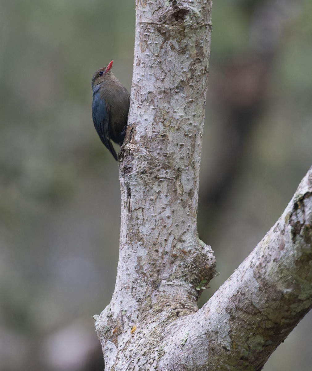 Nuthatch-Vanga - Michael Todd