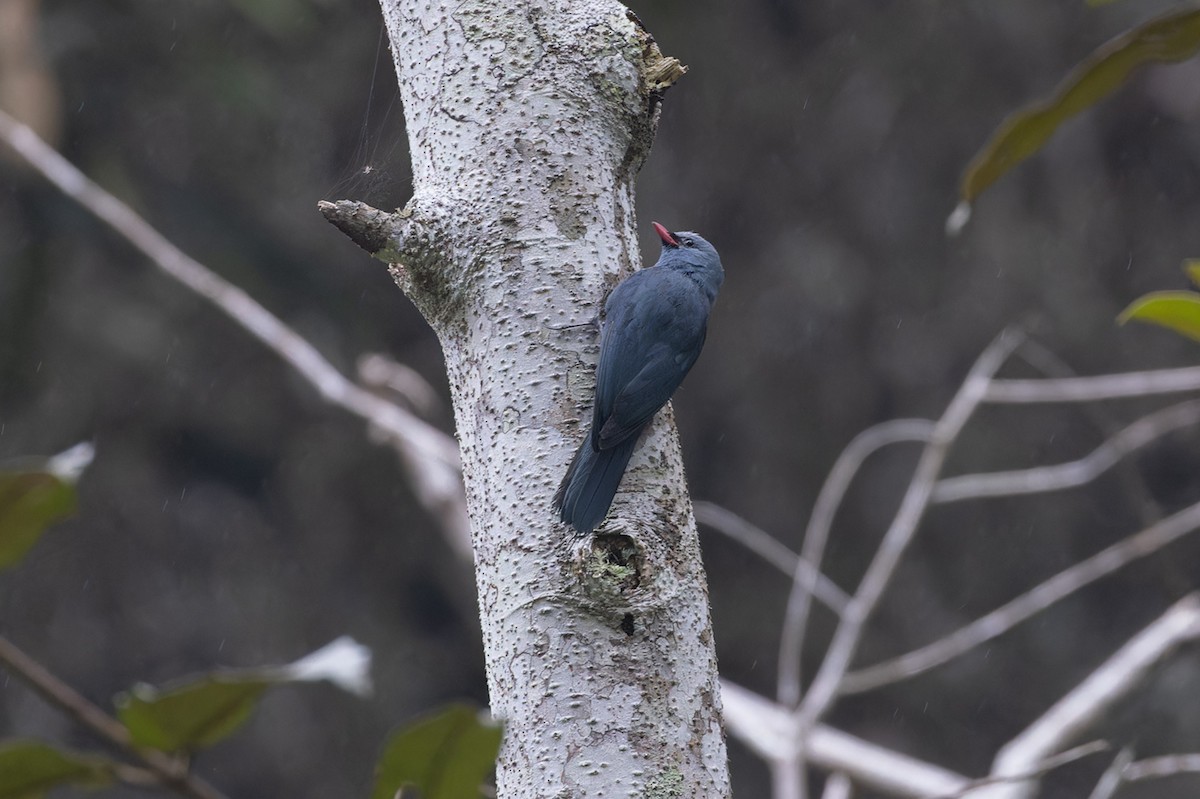 Nuthatch-Vanga - ML611749772