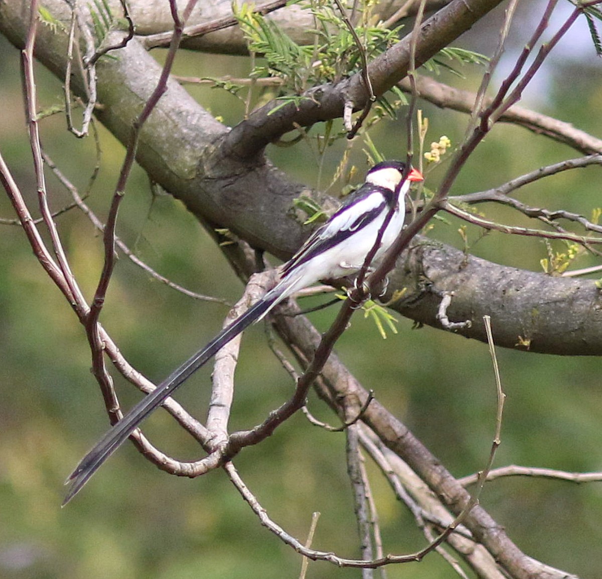 Pin-tailed Whydah - ML611749860