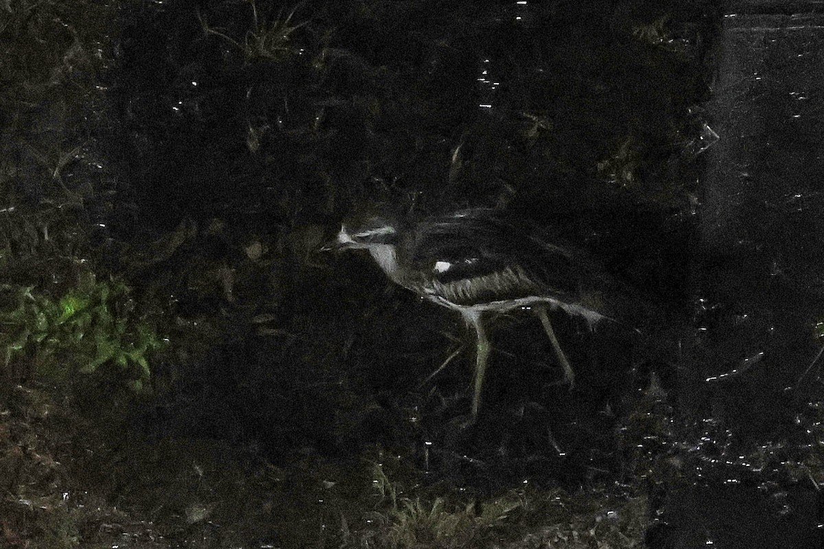 Bush Thick-knee - ML611749870