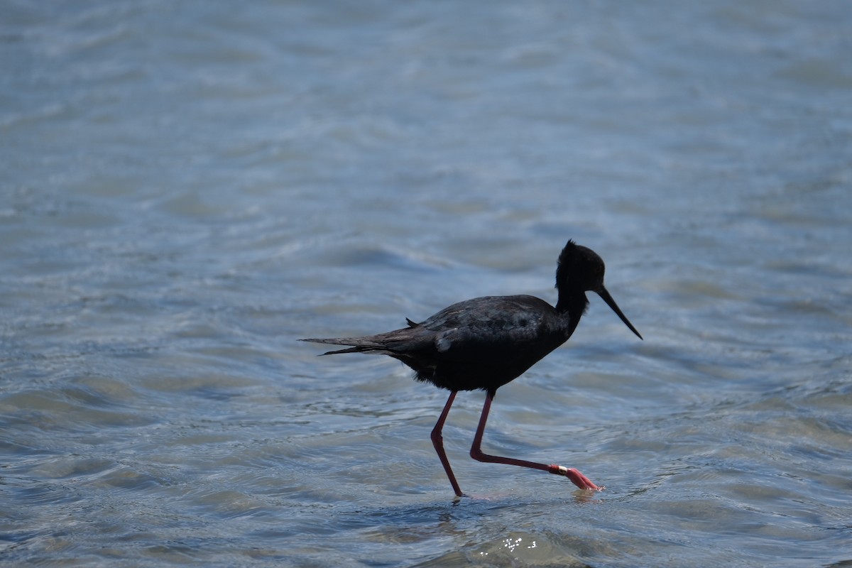 Black Stilt - ML611749969