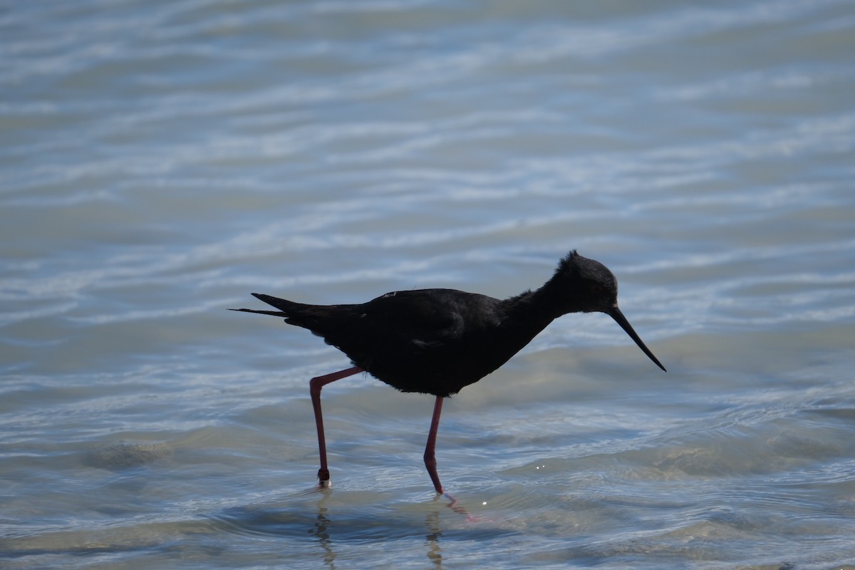 Black Stilt - ML611749971