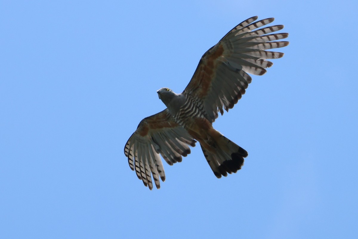 Pacific Baza - ML611750059