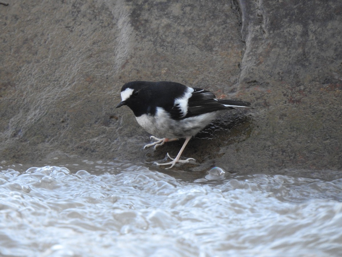 Little Forktail - ML611750091