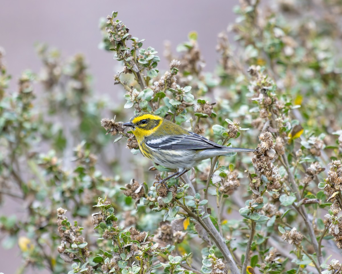 Townsend's Warbler - ML611750103