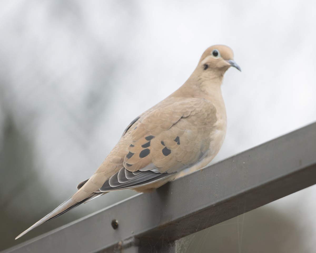 Mourning Dove - ML611750113