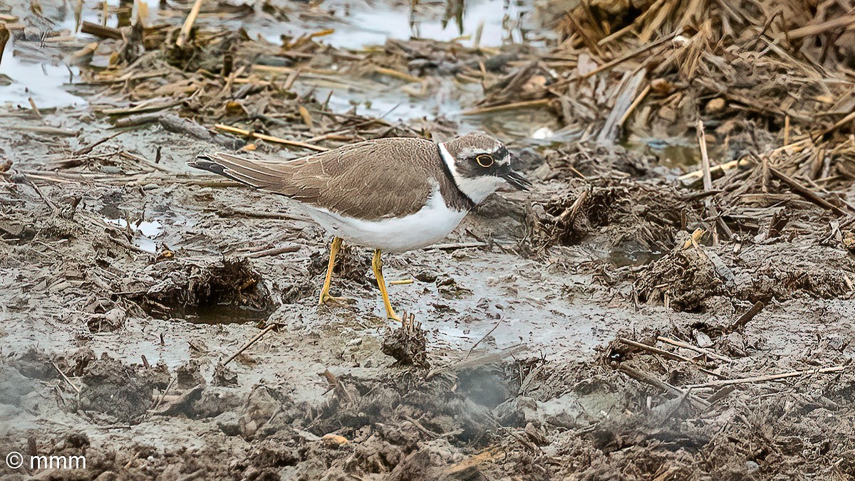 Little Ringed Plover - ML611750132