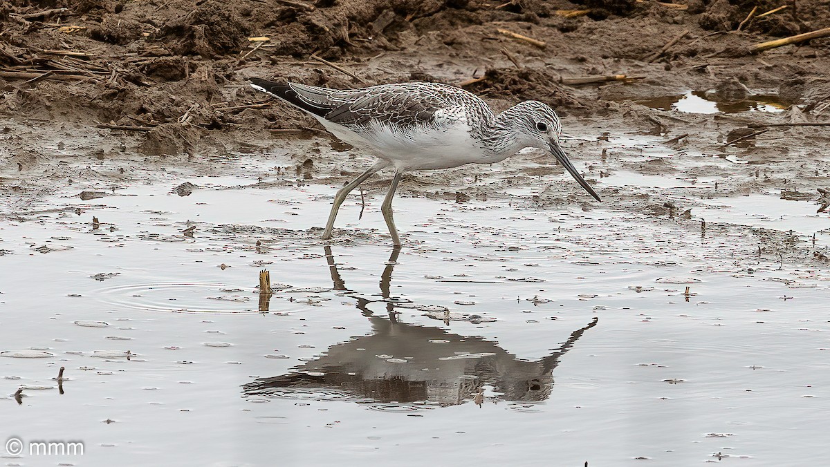 Common Greenshank - ML611750136