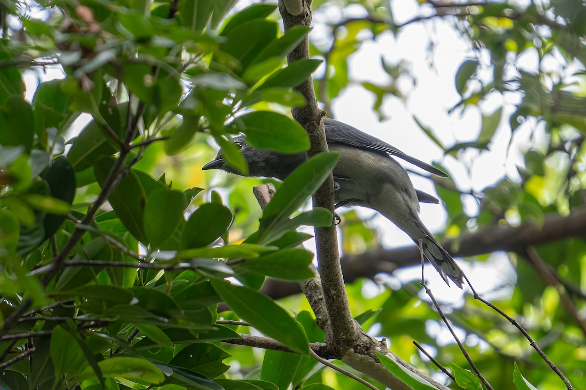 Black-winged Cuckooshrike - ML611750142