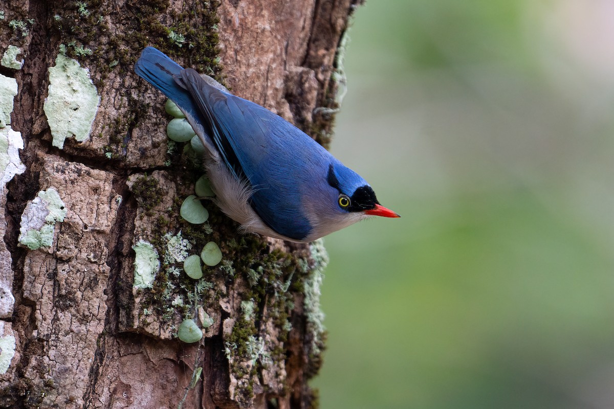 Velvet-fronted Nuthatch - Jared HJ Tan