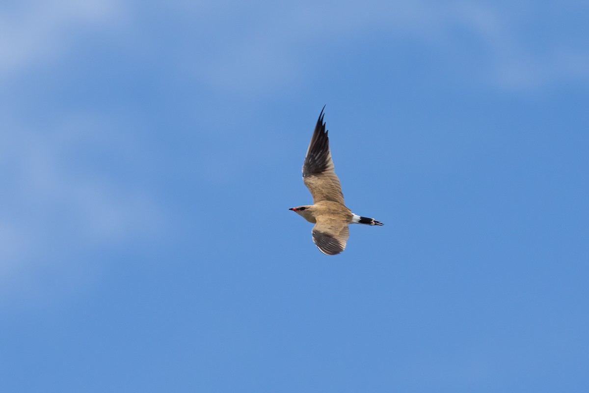 Australian Pratincole - John McGill