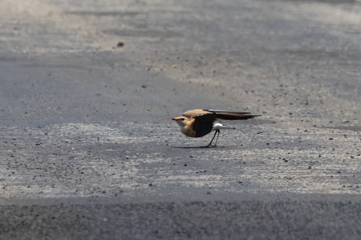 Australian Pratincole - John McGill