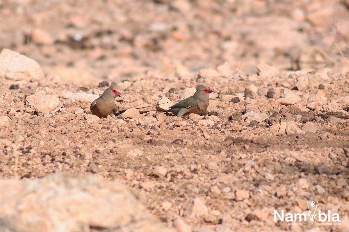 Red-faced Mousebird - ML611750291