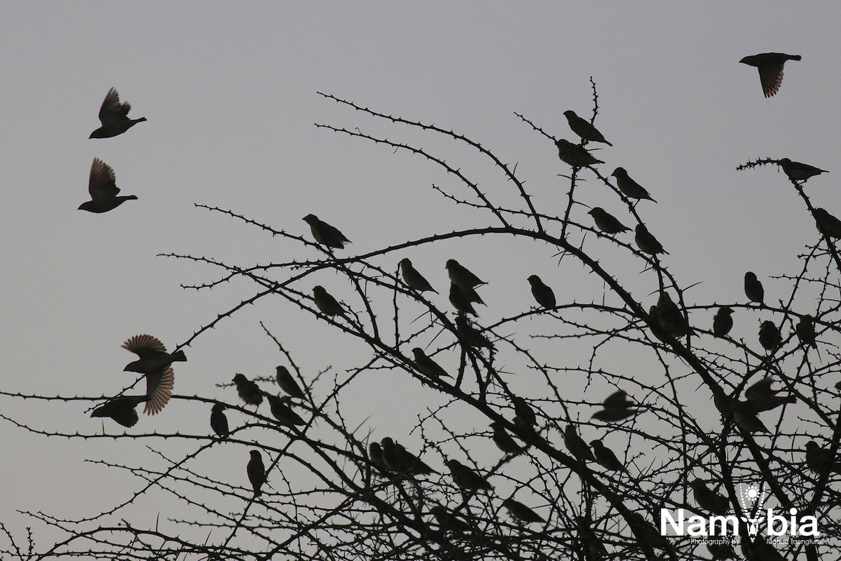 Red-billed Quelea - Manod Taengtum