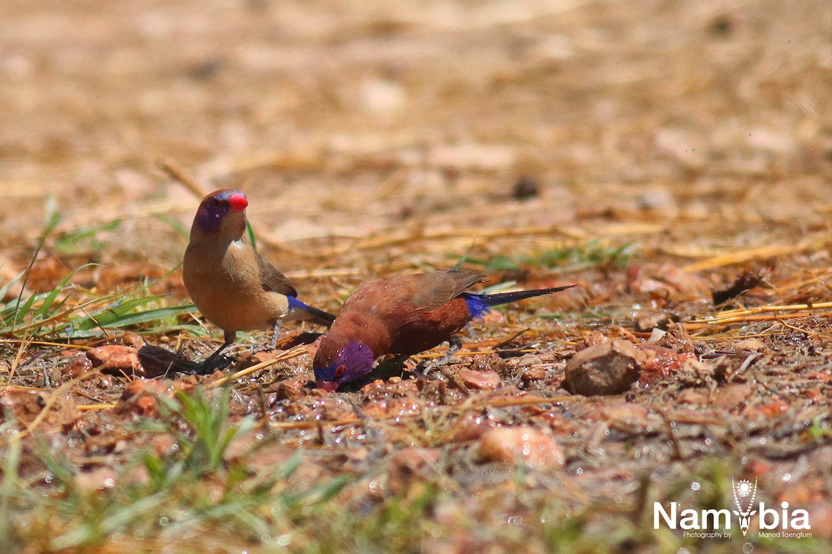 Violet-eared Waxbill - Manod Taengtum