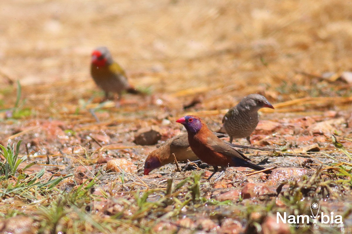 Violet-eared Waxbill - Manod Taengtum