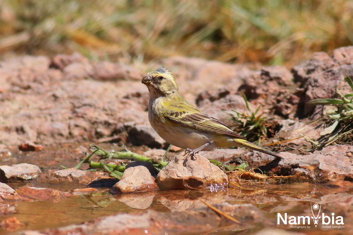 Serin à gorge noire - ML611750340