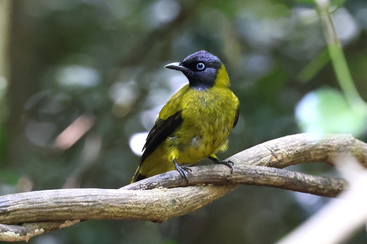 Black-headed Bulbul - ML611750416