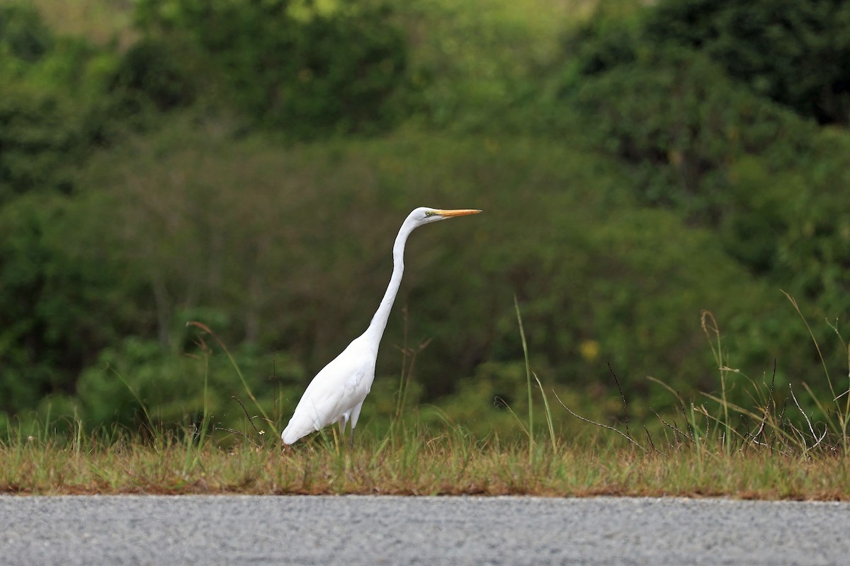 Great Egret - ML611750436