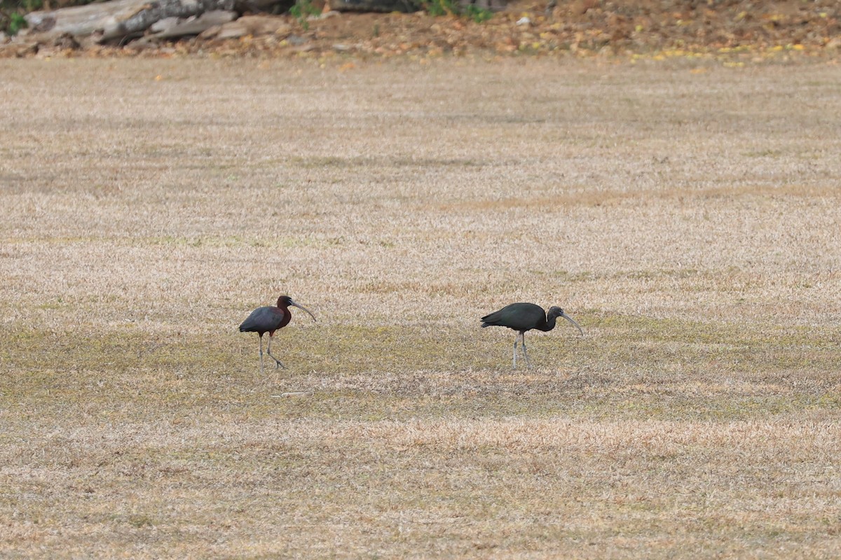 Glossy Ibis - Rick Franks