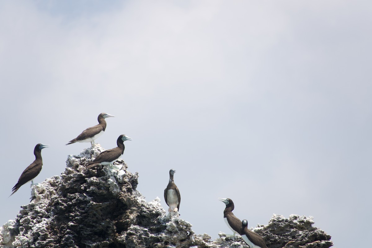 Brown Booby - ML611750488