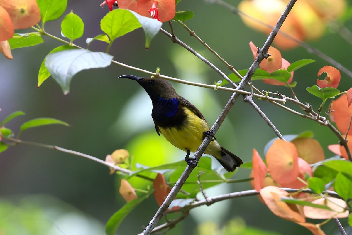 Ornate Sunbird - kang kichul