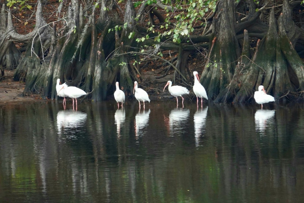 White Ibis - deborah grimes