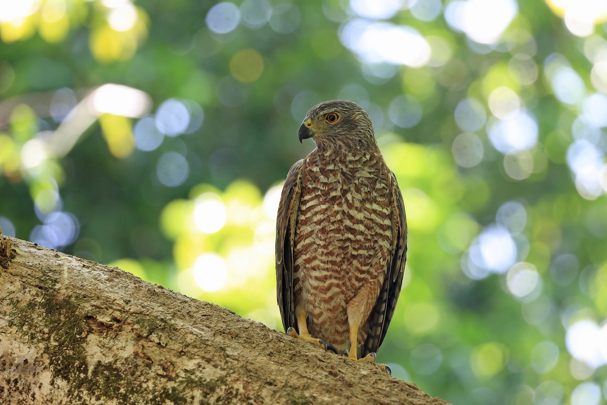 Brown Goshawk - Rick Franks