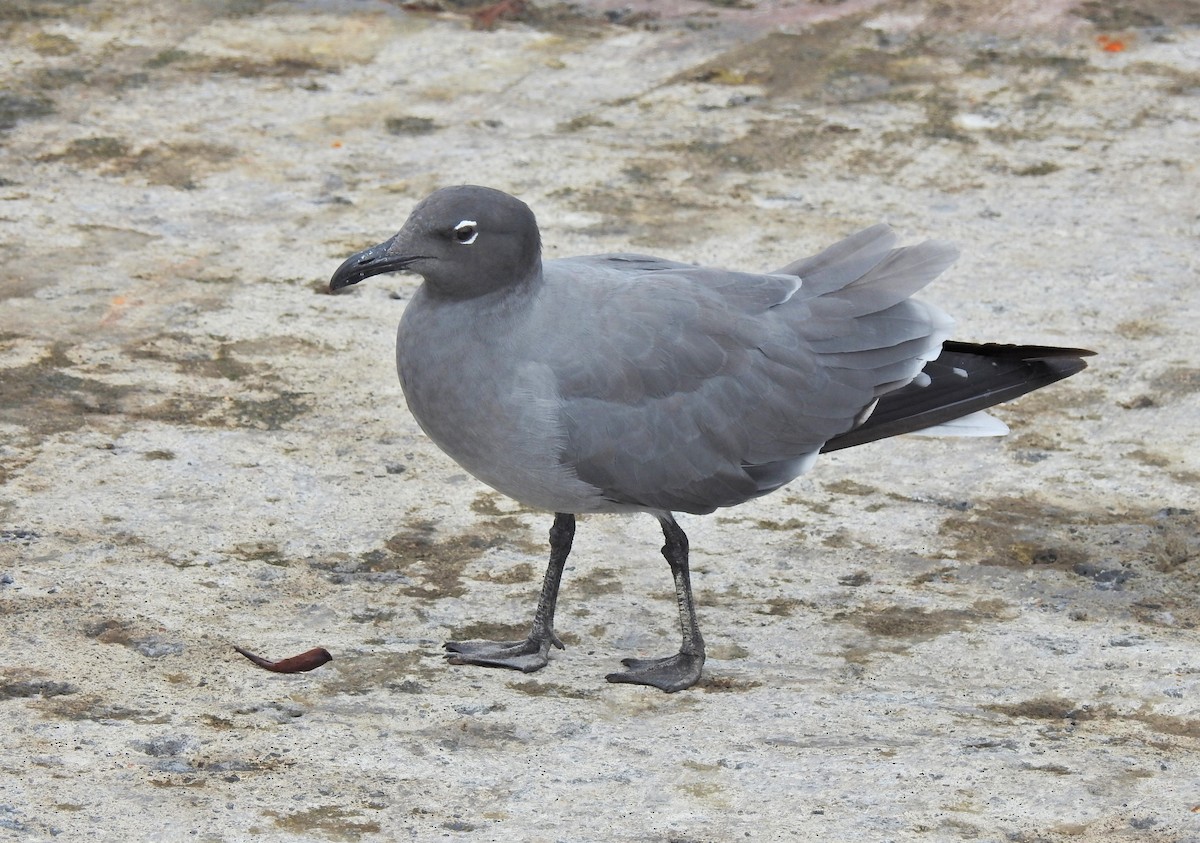 Lava Gull - ML611750586