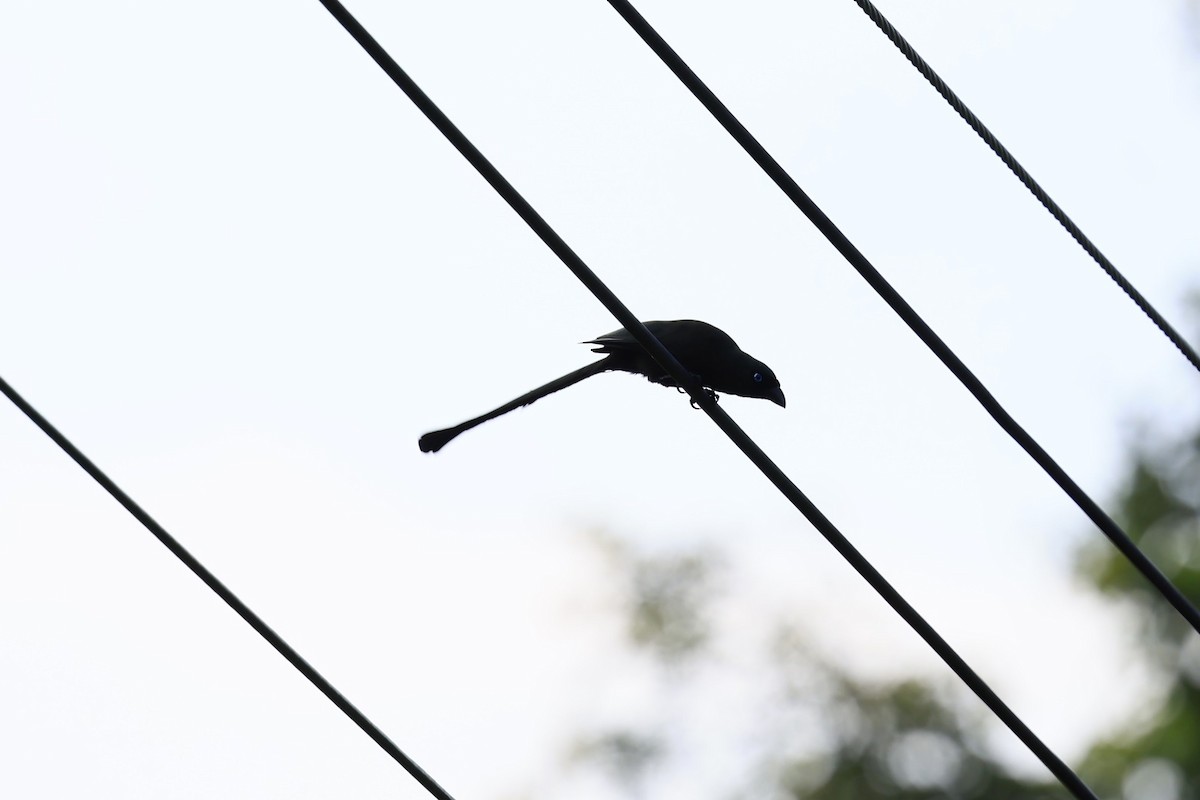 Racket-tailed Treepie - ML611750600