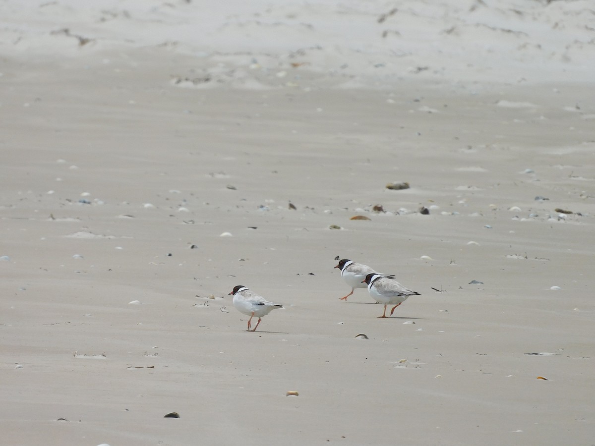 Hooded Plover - ML611750653