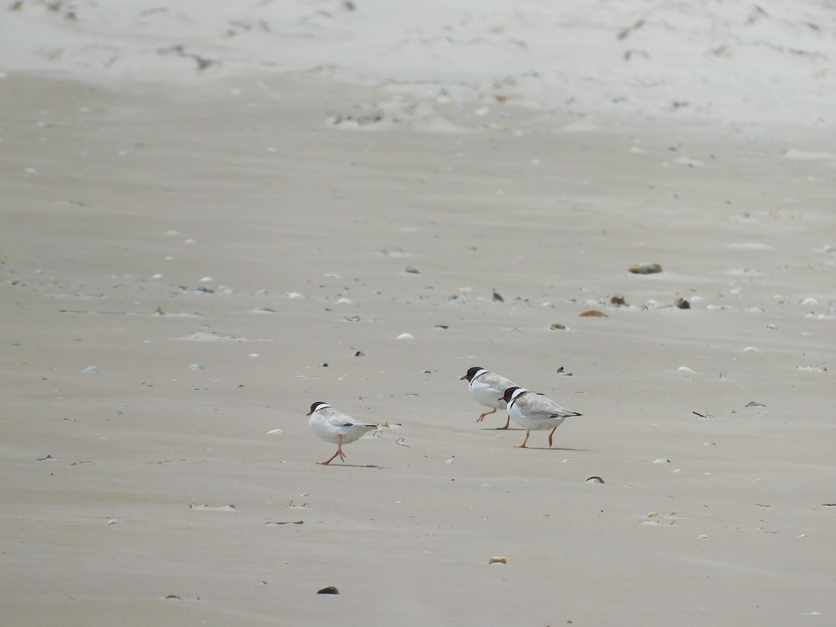 Hooded Plover - ML611750654