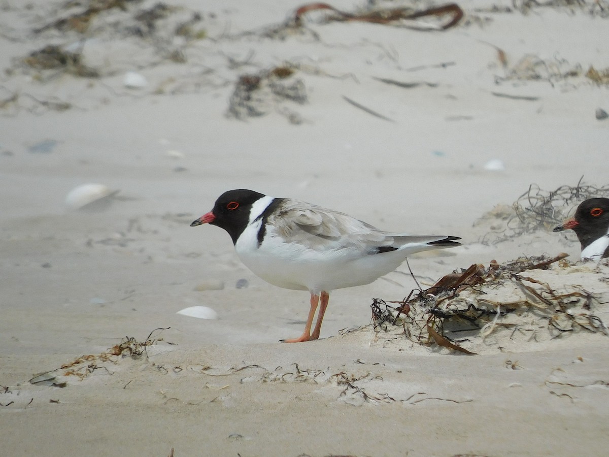 Hooded Plover - ML611750655