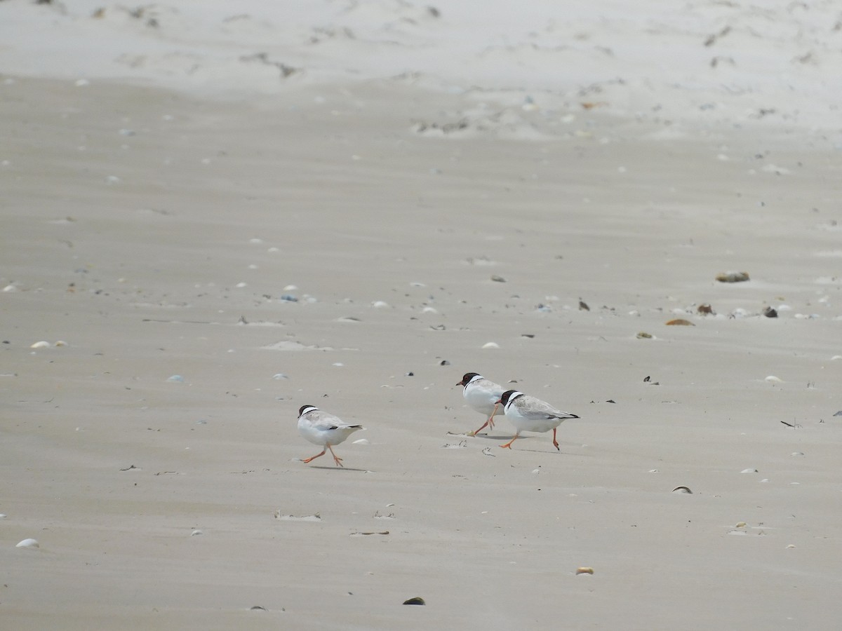 Hooded Plover - ML611750656