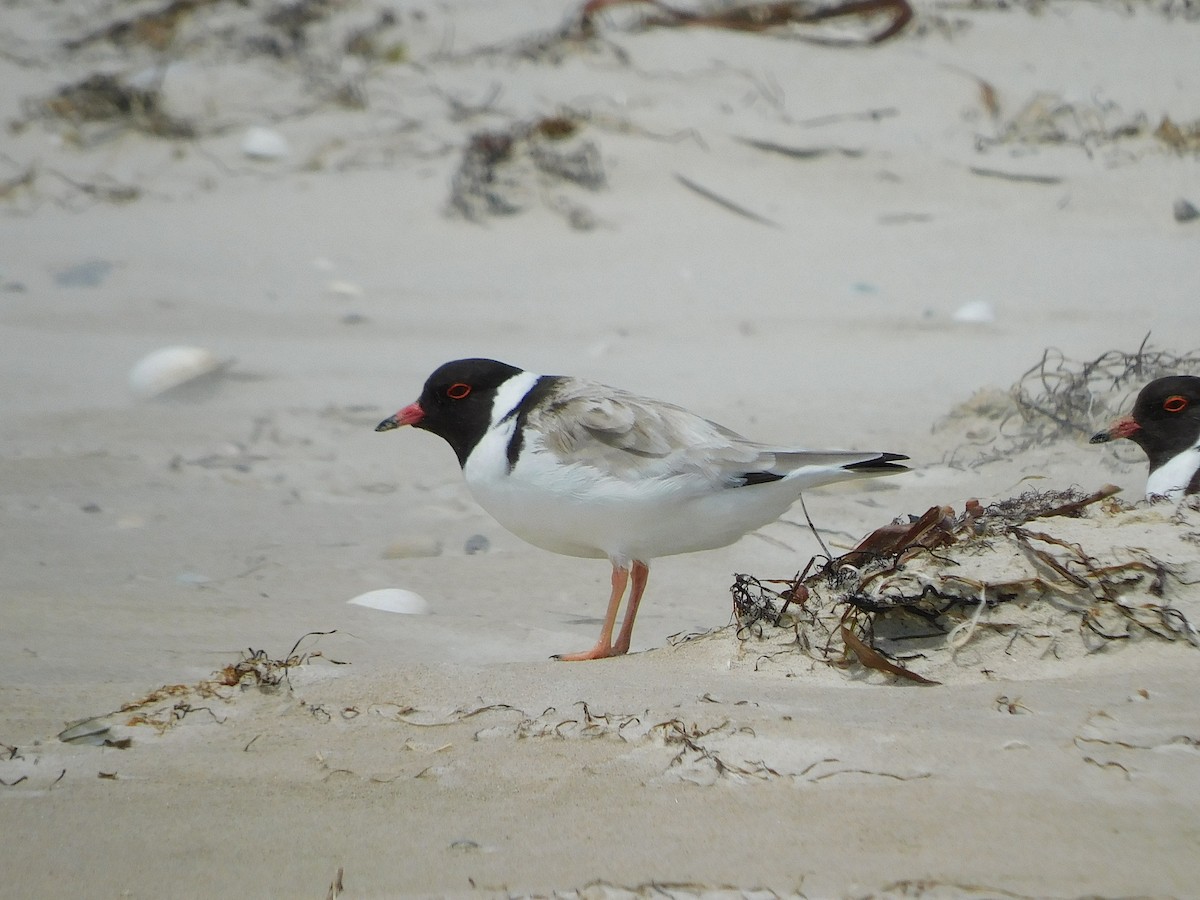 Hooded Plover - ML611750657