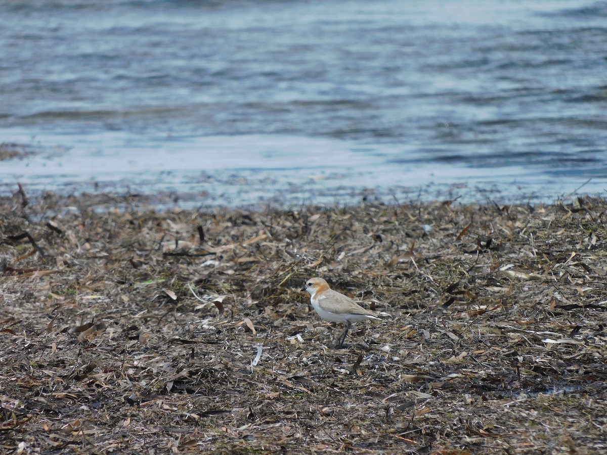Red-capped Plover - George Vaughan