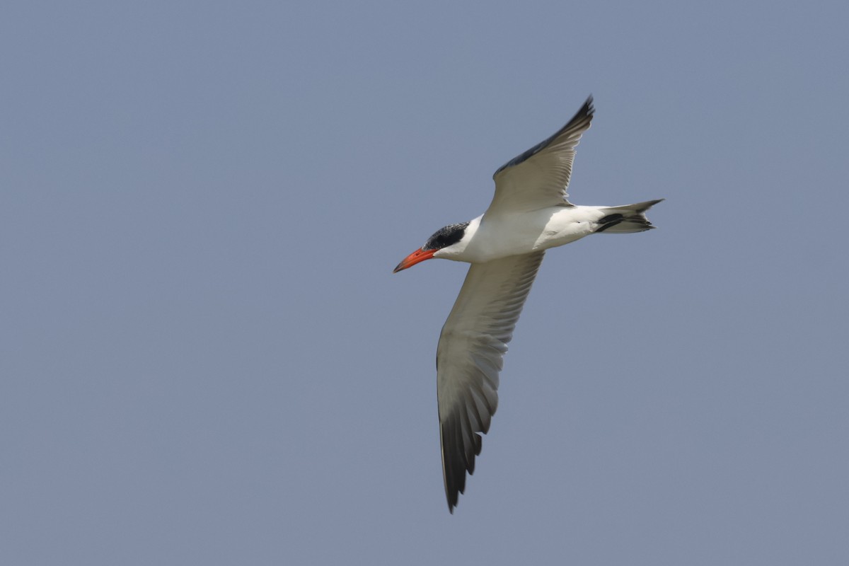 Caspian Tern - ML611750734