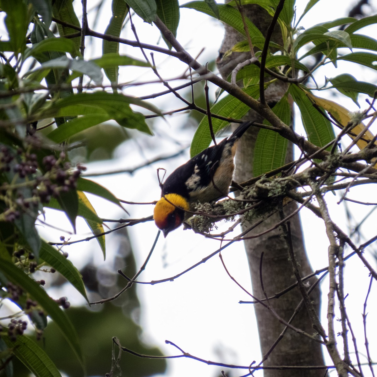 Flame-faced Tanager - Raúl Castillo Albadan